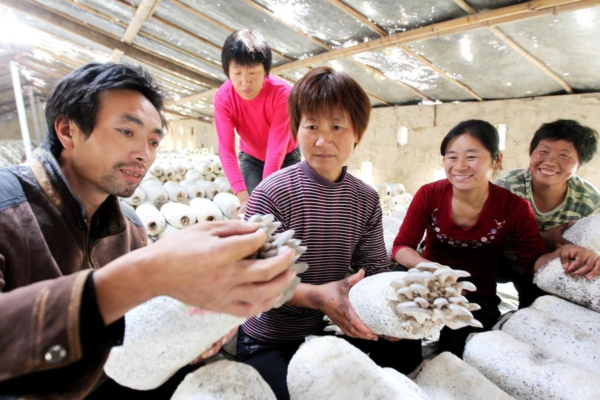 温室平菇种植技术_温室平菇栽培技术_温室种植技术平菇技术要点