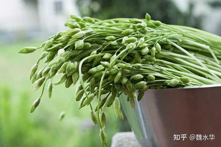 韭黄种植效益怎么样_韭黄高产种植视频_致富经韭黄