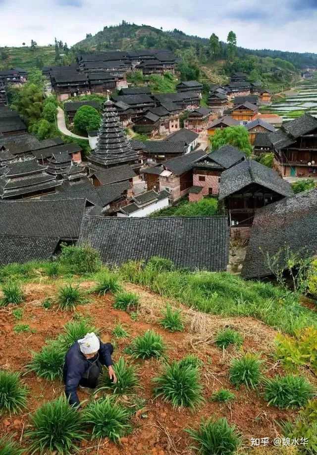 韭黄高产种植视频_致富经韭黄_韭黄种植效益怎么样