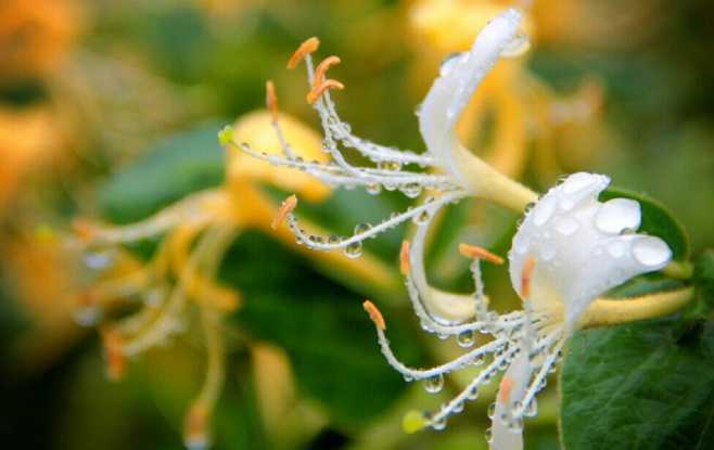 种植藿香技术有哪些_藿香种植_藿香怎么种植技术