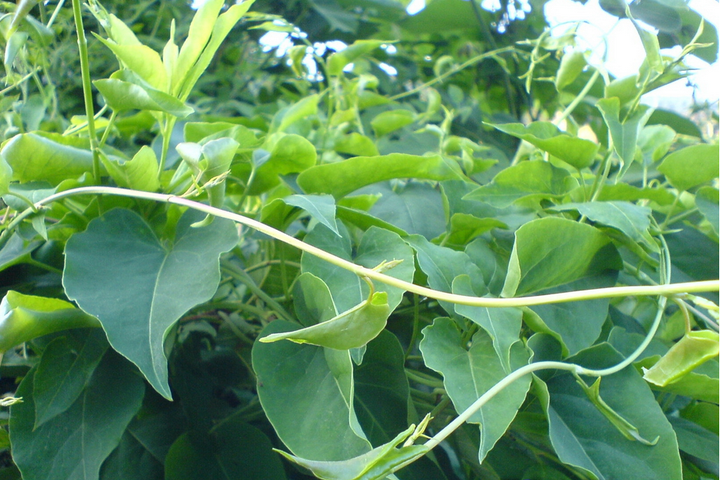 藿香种植_种植藿香技术有哪些_藿香怎么种植技术