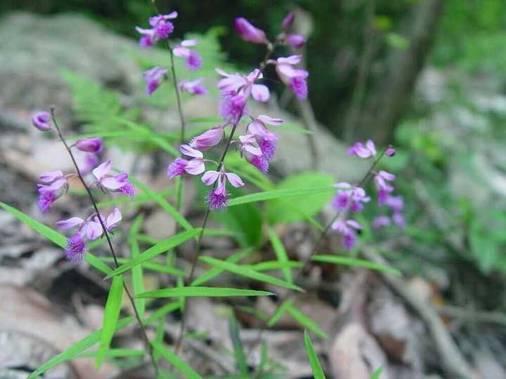 藿香种植_藿香怎么种植技术_种植藿香技术有哪些