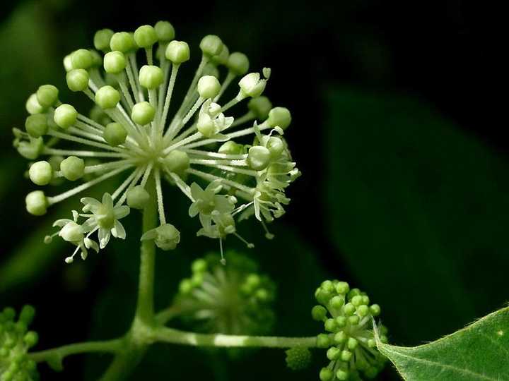 藿香种植_藿香怎么种植技术_种植藿香技术有哪些