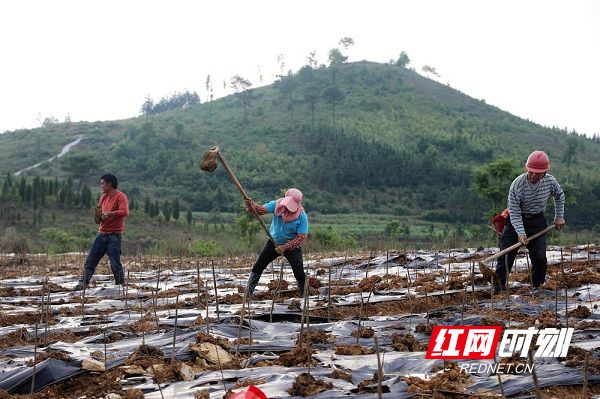 养殖致富兔踏上致富路_致富经养兔亏钱一塌糊涂_致富经养兔致富视频