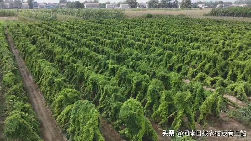 河南商丘适合种植什么药材_河南商丘种植什么农作物_河南商丘种植致富