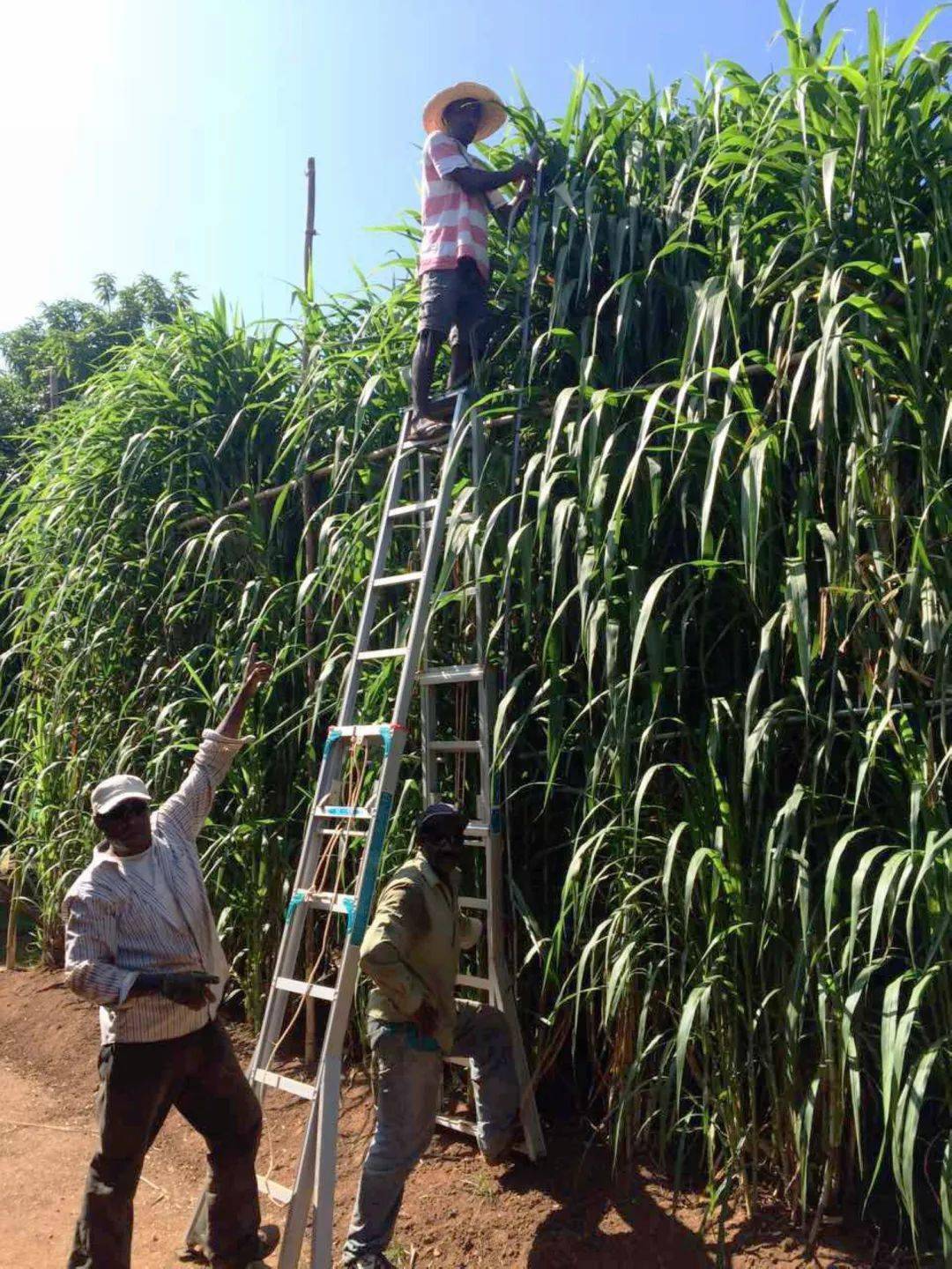 菌草种植每亩投资多少巨菌草_菌草种子价格_巨菌草种植致富