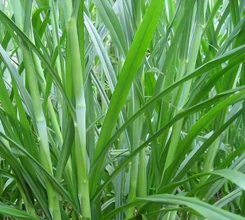 菌草种植每亩投资多少巨菌草_菌草种子价格_巨菌草种植致富