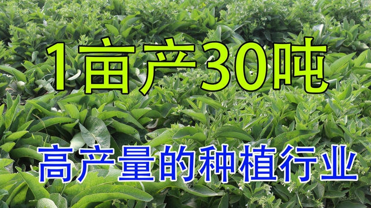 菌草种子价格_巨菌草种植致富_菌草种植每亩投资多少巨菌草