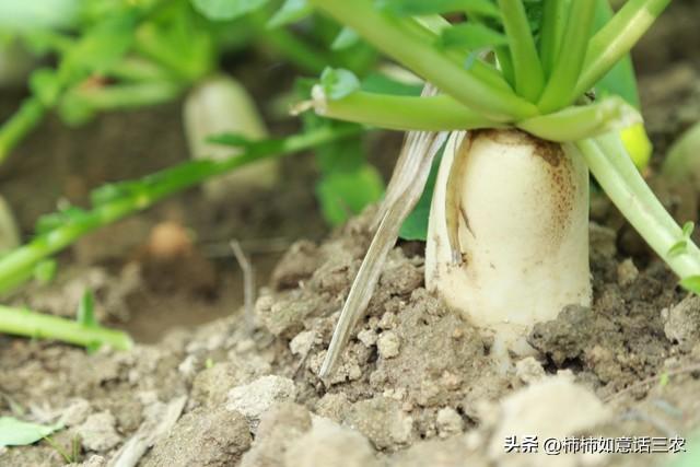 怎样种植红罗.卜高产_夏季红罗卜种植技术_红罗种植时间