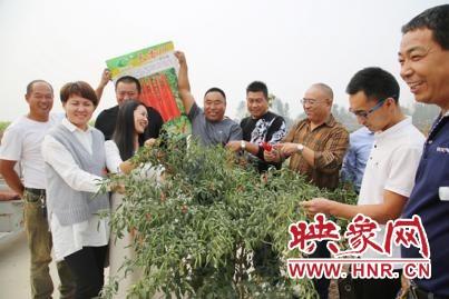 河南商丘种植致富_河南商丘适合种植什么药材_河南商丘种植经济作物