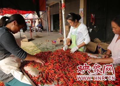 河南商丘种植致富_河南商丘适合种植什么药材_河南商丘种植经济作物