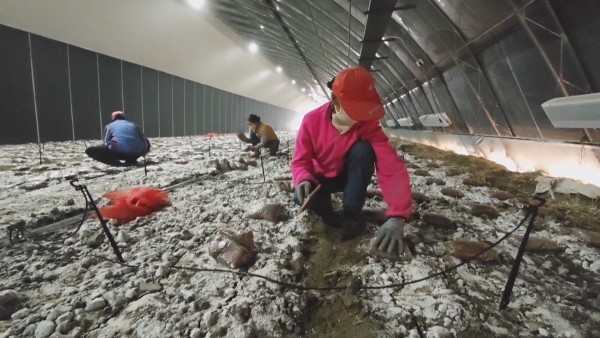 三明援疆：种下食用菌新品种 撑起种植户致富梦