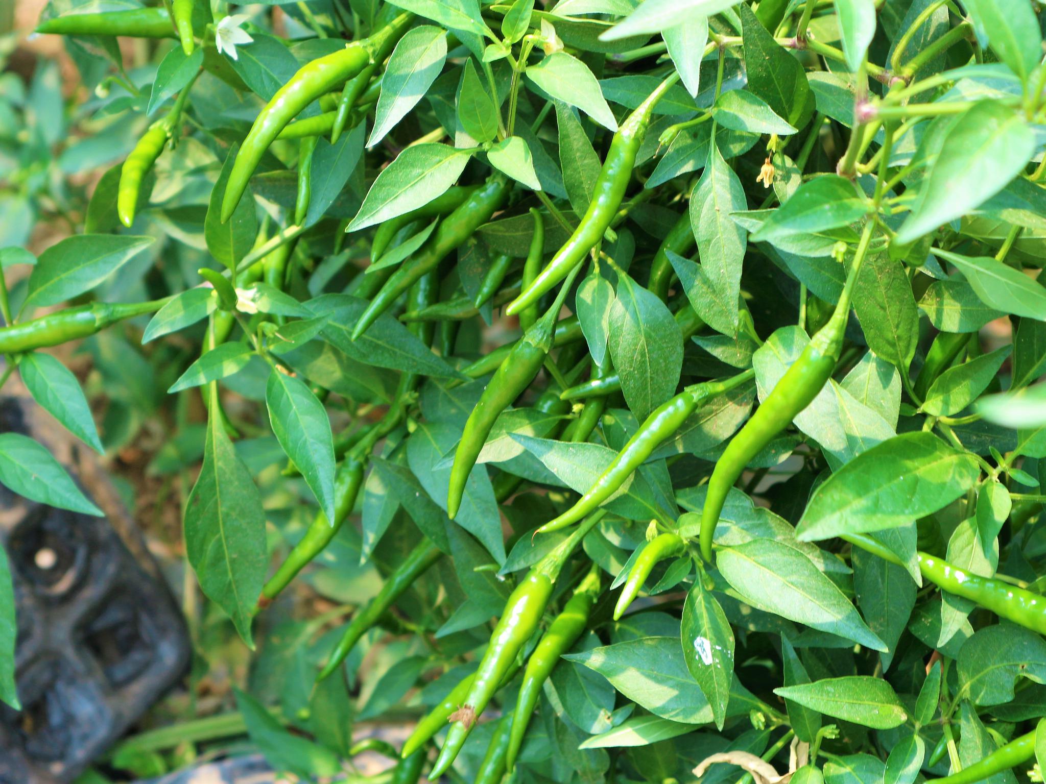 青椒栽培技术几月种植_青椒几月份种植技术_种青椒的季节