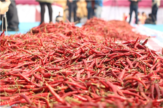 青椒什么时候种合适_青椒几月份种植技术_青椒几月份育苗