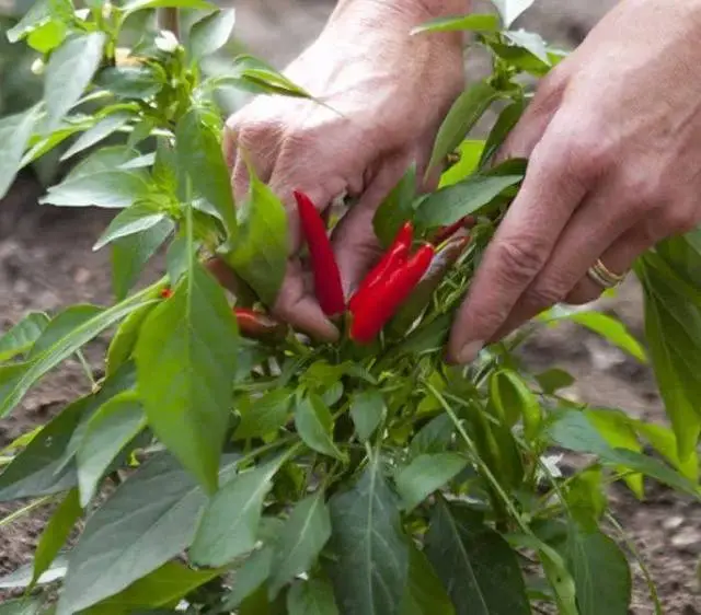 青椒几月份种植技术_青椒几月份育苗_青椒栽培技术几月种植