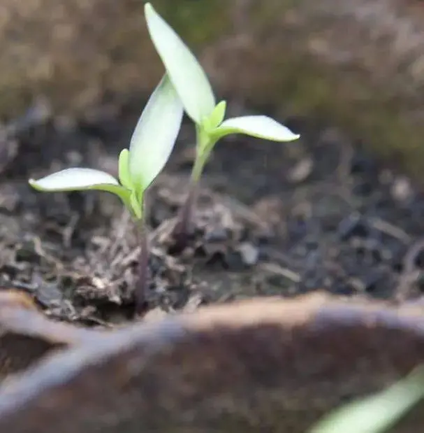 青椒栽培技术几月种植_青椒几月份种植技术_青椒几月份育苗