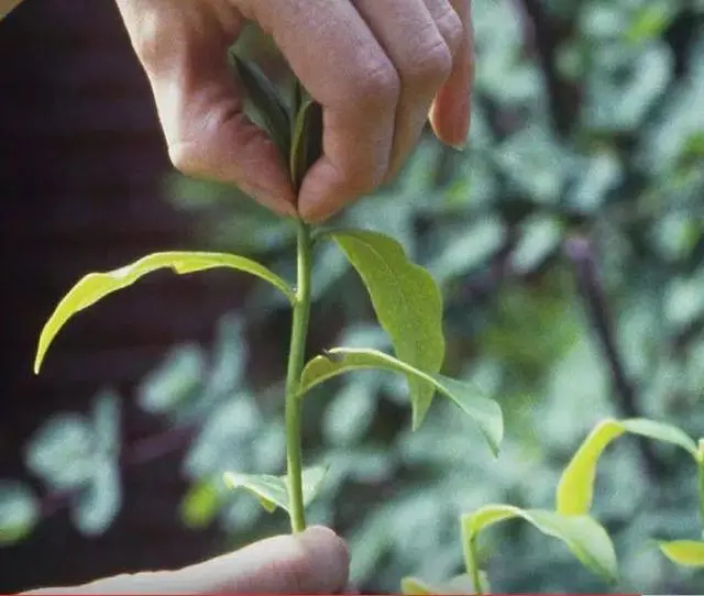 青椒栽培技术几月种植_青椒几月份种植技术_青椒几月份育苗