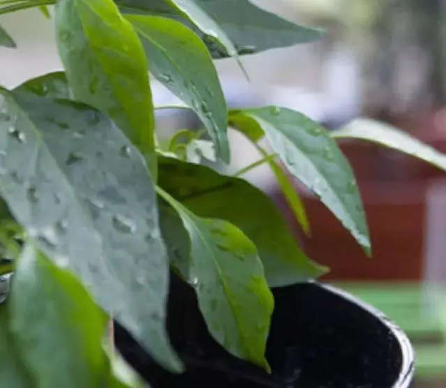 青椒栽培技术几月种植_青椒几月份种植技术_青椒几月份育苗