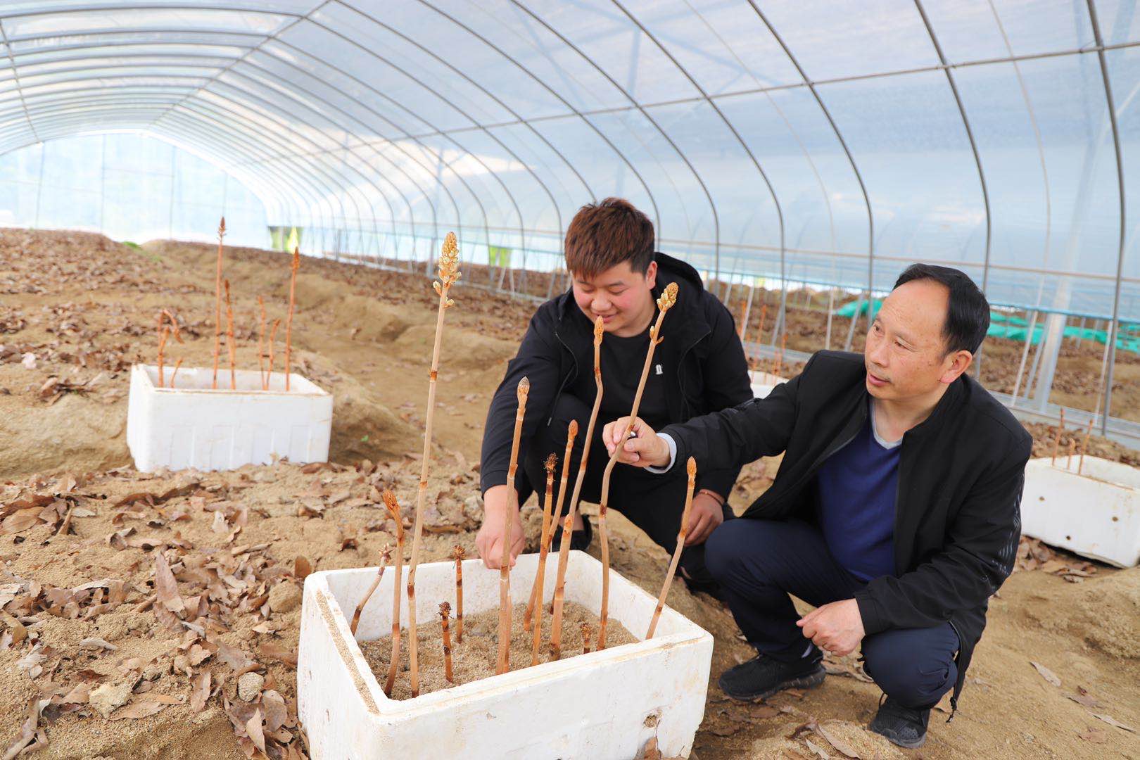 陕西宁强县：神秘“乌天麻”成贫困户致富“金疙瘩”