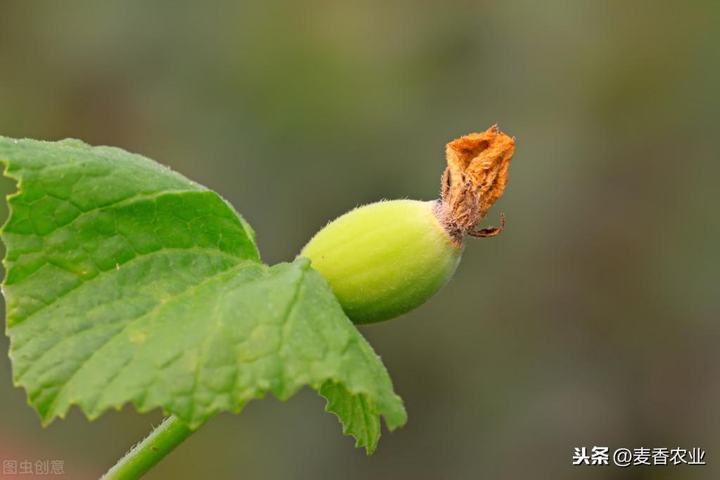 大棚甜瓜的种植与管理_夏天种植甜瓜技术_夏天种植甜瓜技术要点