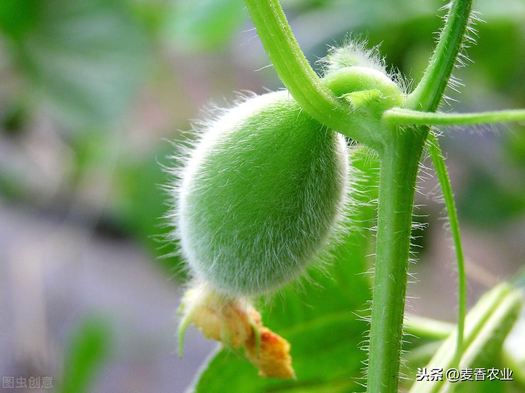 夏天种植甜瓜技术_大棚甜瓜的种植与管理_夏天种植甜瓜技术要点