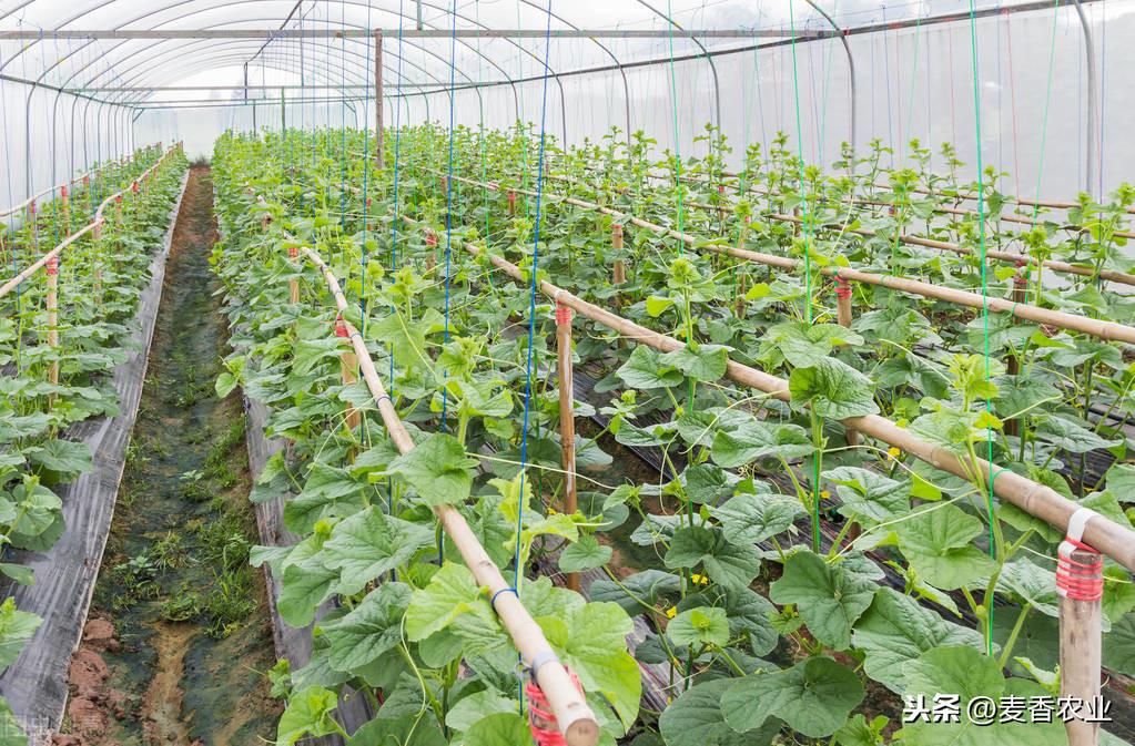 夏天种植甜瓜技术_夏天种植甜瓜技术要点_大棚甜瓜的种植与管理