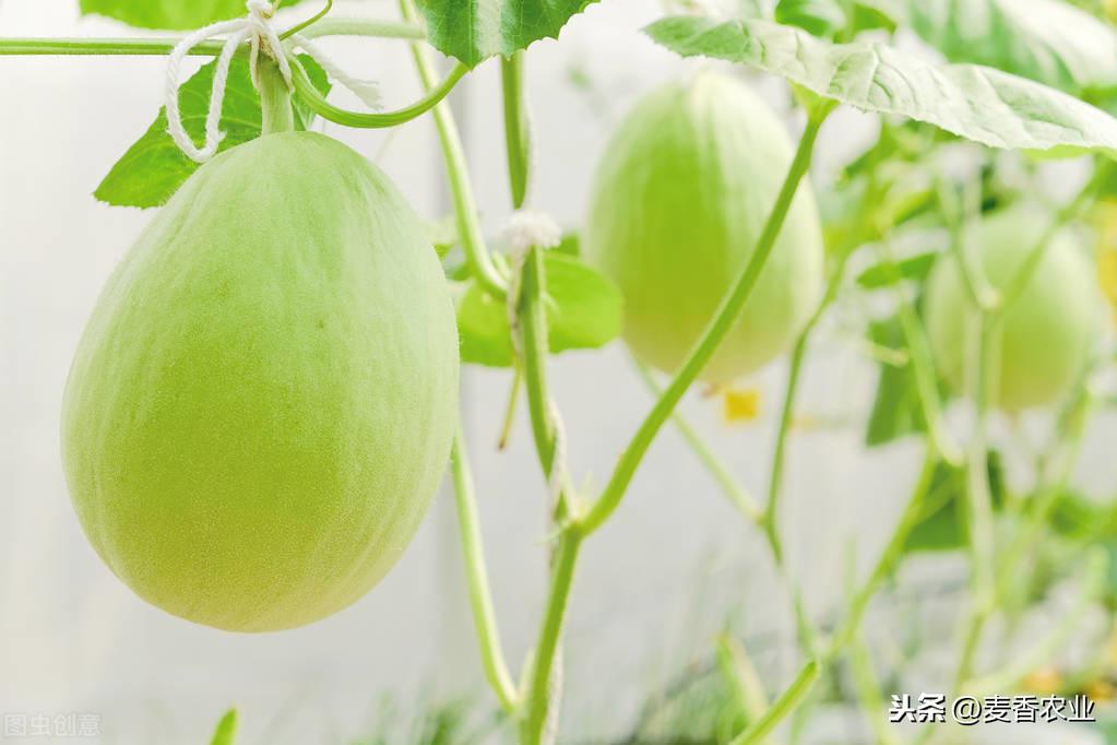 夏天种植甜瓜技术要点_夏天种植甜瓜技术_大棚甜瓜的种植与管理