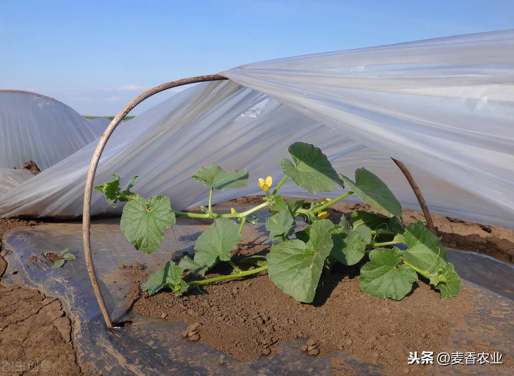 夏天种植甜瓜技术要点_夏天种植甜瓜技术_大棚甜瓜的种植与管理