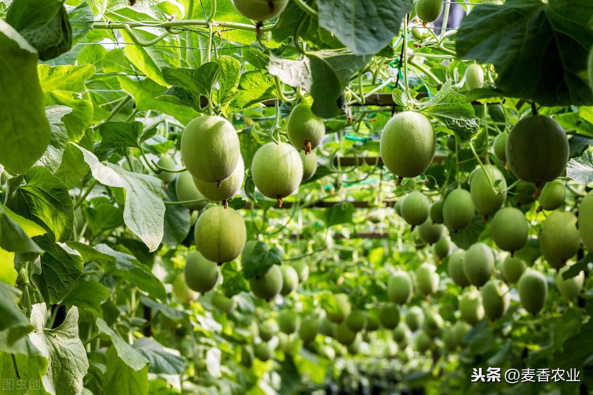 夏天种植甜瓜技术要点_夏天种植甜瓜技术_大棚甜瓜的种植与管理