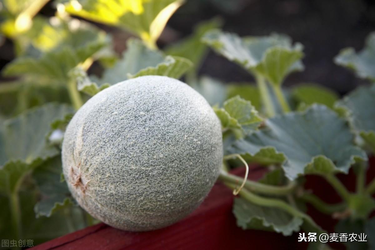 大棚甜瓜的种植与管理_夏天种植甜瓜技术要点_夏天种植甜瓜技术