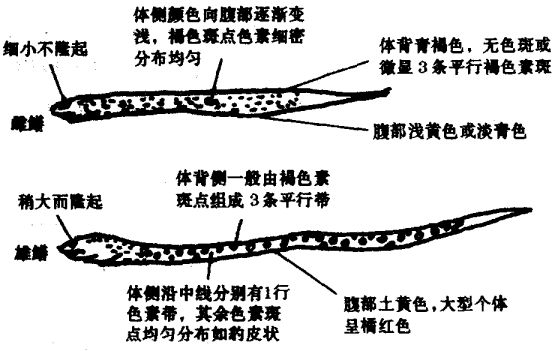 黄鳝雌雄辨识