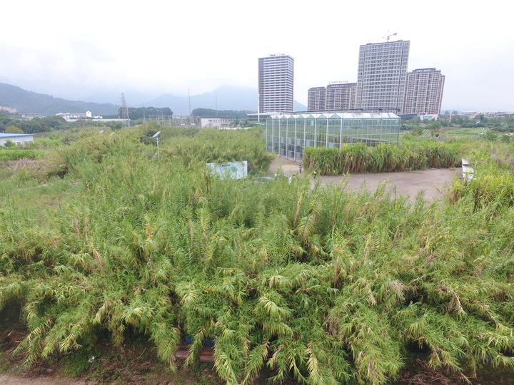 种植中药材脱贫致富_男子种植中草药脱贫致富_种植脱贫致富的故事