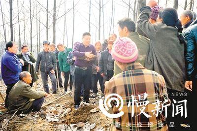 乌天麻种子多少钱一斤_乌天麻种植条件_乌天麻种植致富