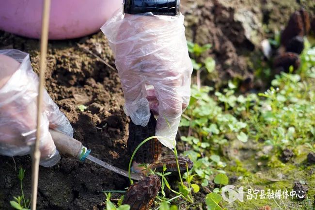 致富经羊肚菌种植视频_农业致富网羊肚菌种植_羊肚菌种殖骗局