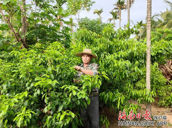 万宁老党员胡成云返乡创业林下种植鹧鸪茶带领群众致富