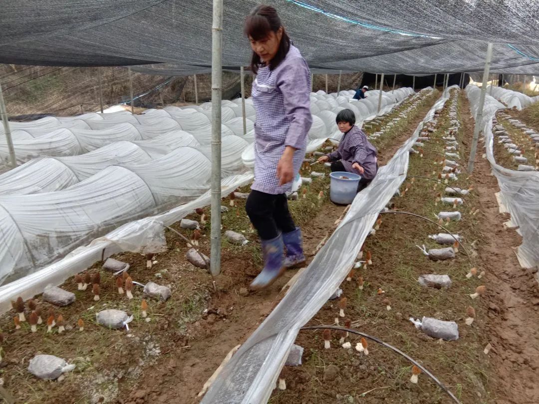 农业致富网羊肚菌种植_羊肚菌种殖骗局_央视农广天地_羊肚菌种植技术