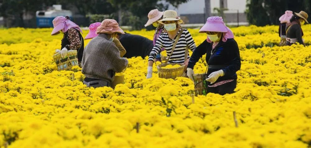 种植菊花脱贫致富_产业扶贫项目菊花种植_菊花种植效益