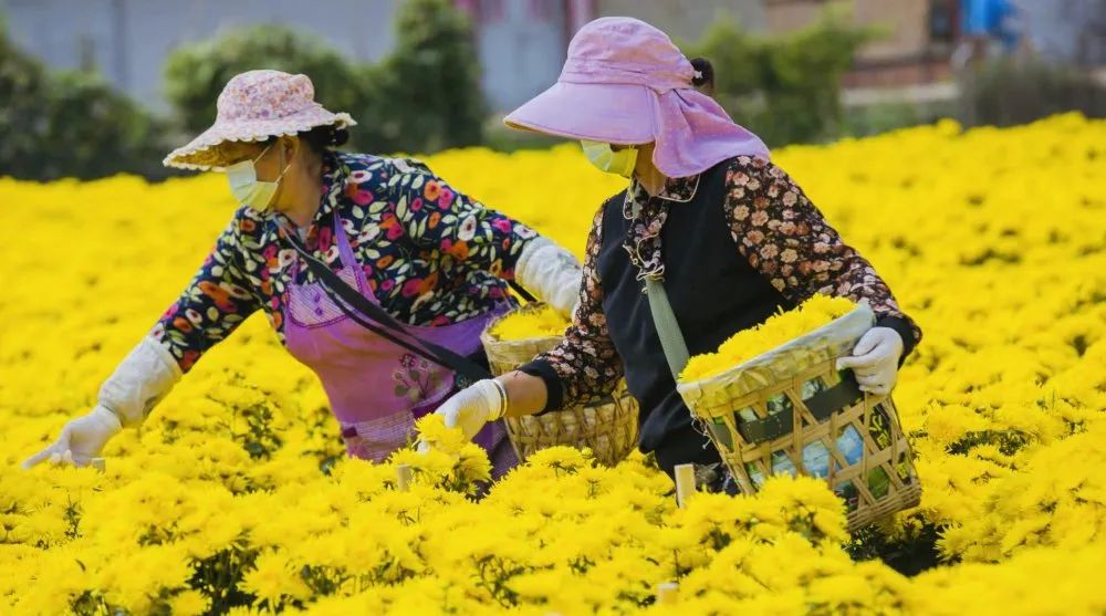 产业扶贫项目菊花种植_种植菊花脱贫致富_菊花种植效益