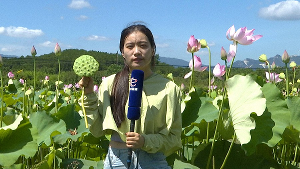 菊花种植效益_菊花助农脱贫_种植菊花脱贫致富