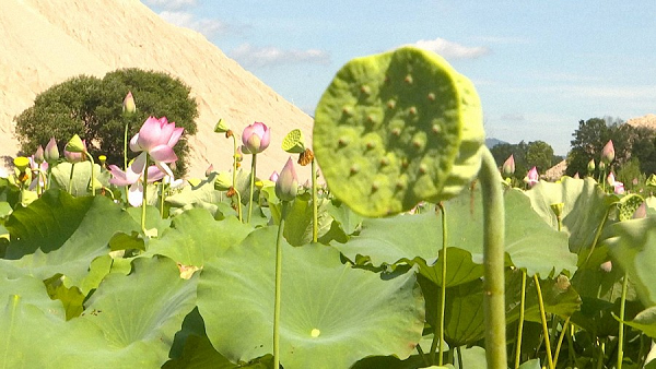 种植菊花脱贫致富_菊花种植效益_菊花助农脱贫