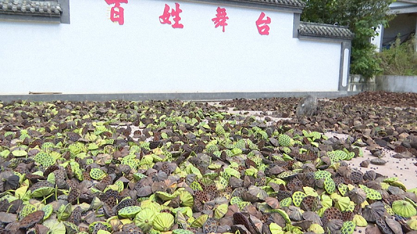 菊花种植效益_菊花助农脱贫_种植菊花脱贫致富