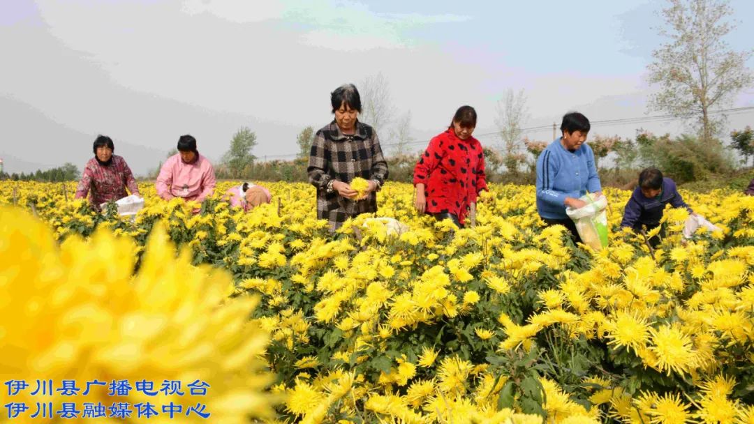 菊花种植效益_产业扶贫项目菊花种植_种植菊花脱贫致富