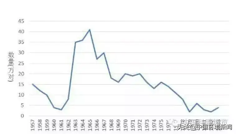 广西蛤蚧养殖技术_广西蛤蚧养殖技术_广西蛤蚧养殖技术