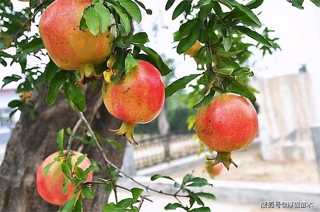 龙丰果栽培技术_龙丰果种植技术_龙丰果树苗