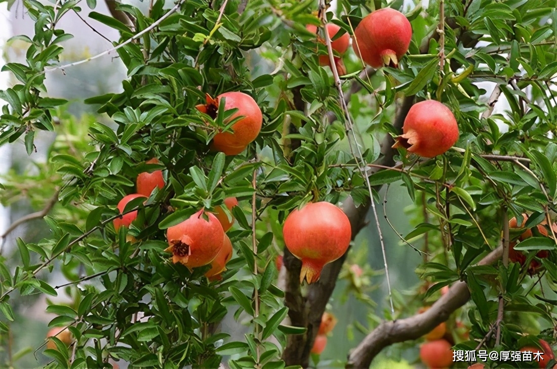 龙丰果种植技术_龙丰果树苗_龙丰果栽培技术