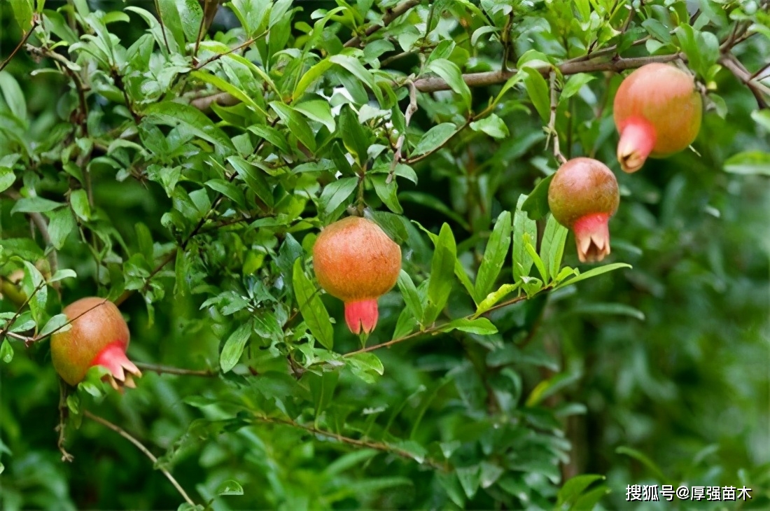 龙丰果栽培技术_龙丰果种植技术_龙丰果树苗