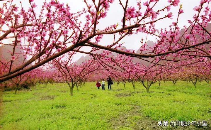 在农村，如何让500亩荒山变成年收入1200万的金山银山？