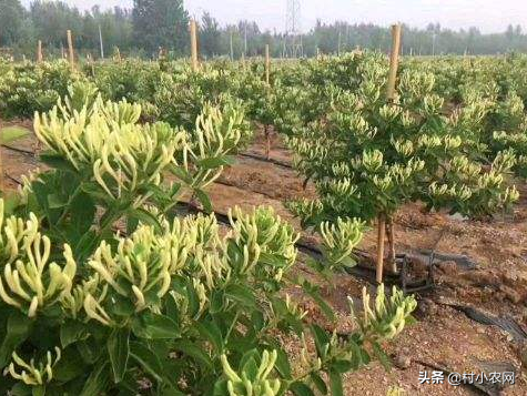 农村用荒地、荒山种金银花，比种粮、种菜赚的多，高产你会种吗？