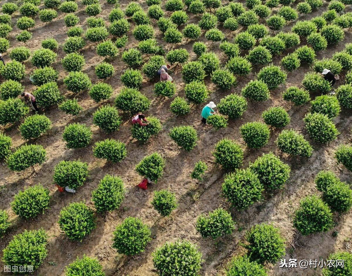 荒山种植什么前景好_荒山种植视频_荒山种植致富技巧