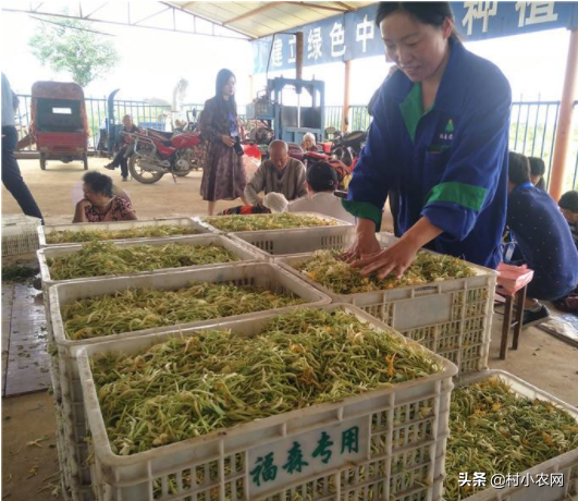 荒山种植什么前景好_荒山种植致富技巧_荒山种植视频